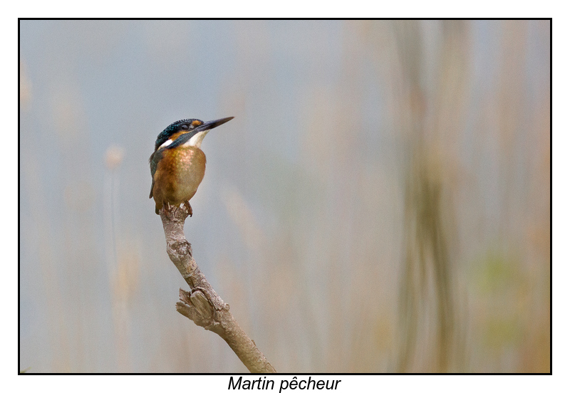 Martin Pêcheur-2.jpg