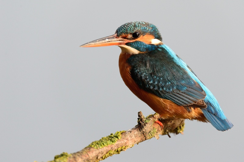 Martin-pêcheur1 (1).jpg