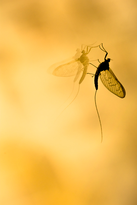 Narcissique éphémère 3.jpg