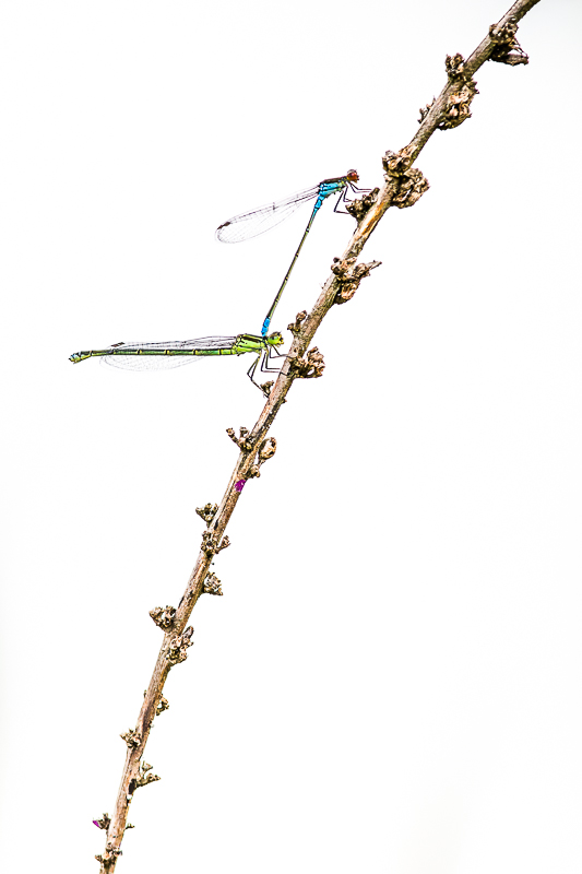 L'échelle du Paradis.jpg