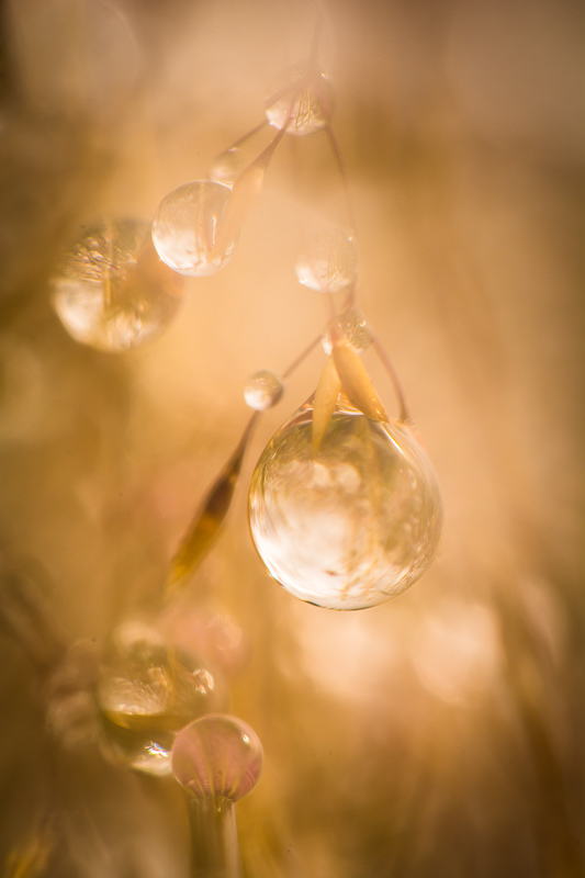 Boule de Noêl 3.jpg