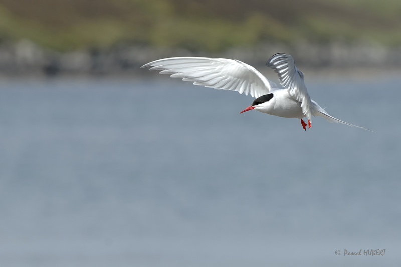 HBT HJATLAND BIRDS 119.JPG