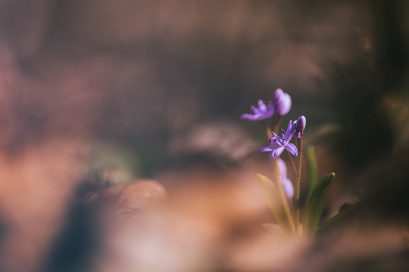 2014Scilla bifolia#2.jpg