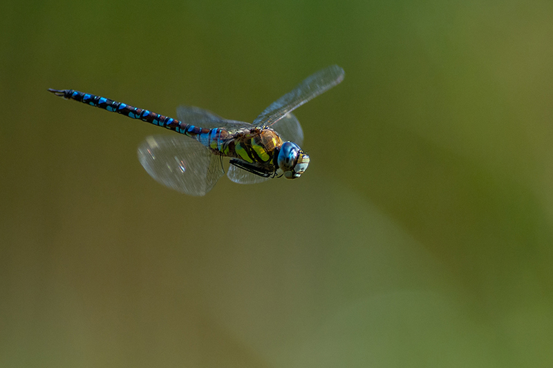 Aeschne.jpg