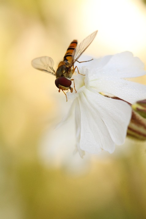 FotoSketcher - s01.jpg