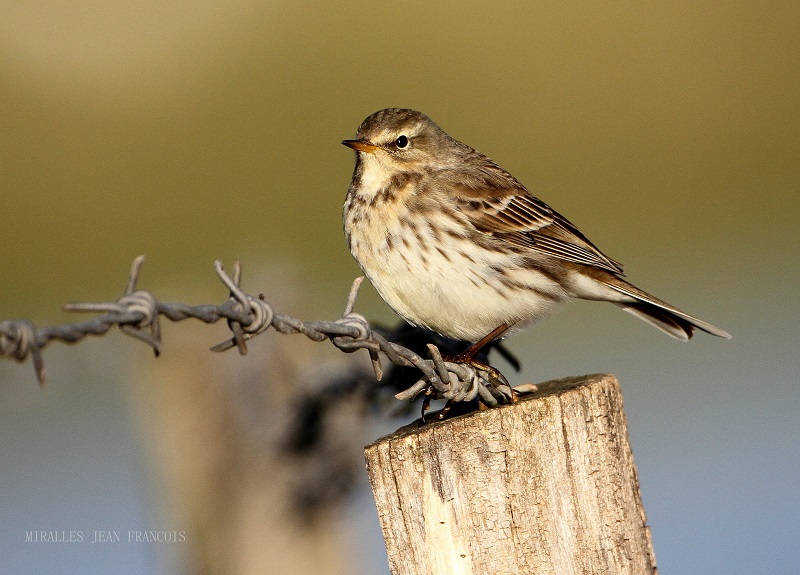 pipit redim.jpg