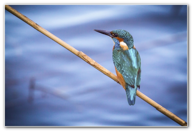 IMG_6685-Modifier+800.jpg