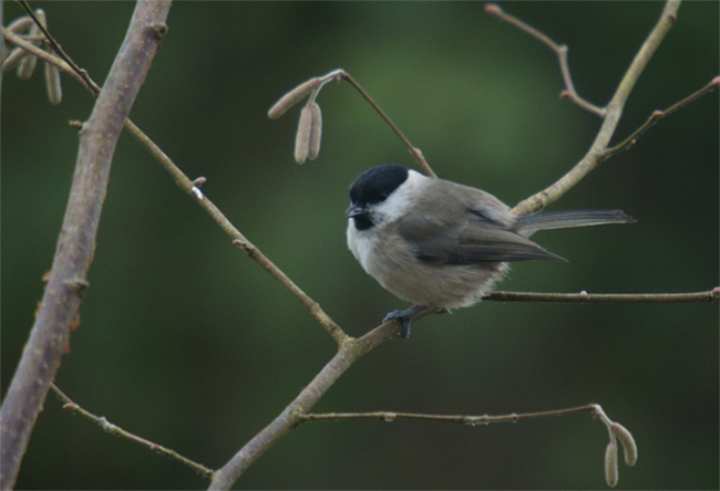 DSC00616 - Copie.jpg