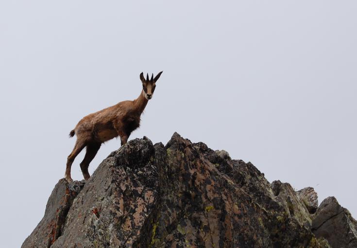 Chamois3.jpg