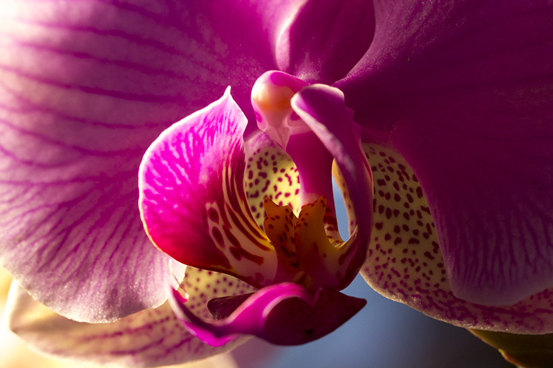 Orchidée 06.jpg