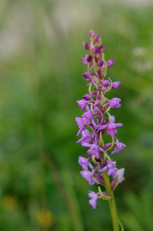 orchys-03 (Copier).jpg