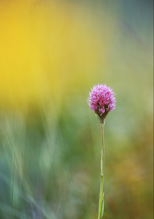 Orchis globuleux.jpg