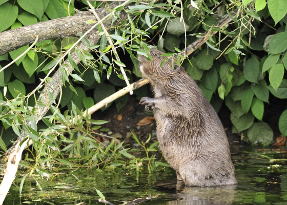 0807_5393 castor.JPG