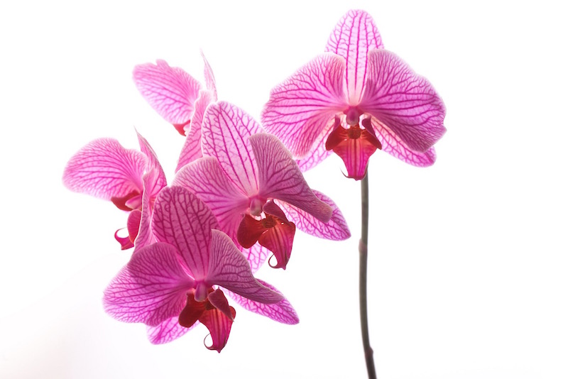 Orchidées 8 Mars 2015 high-key 1 - small.jpg