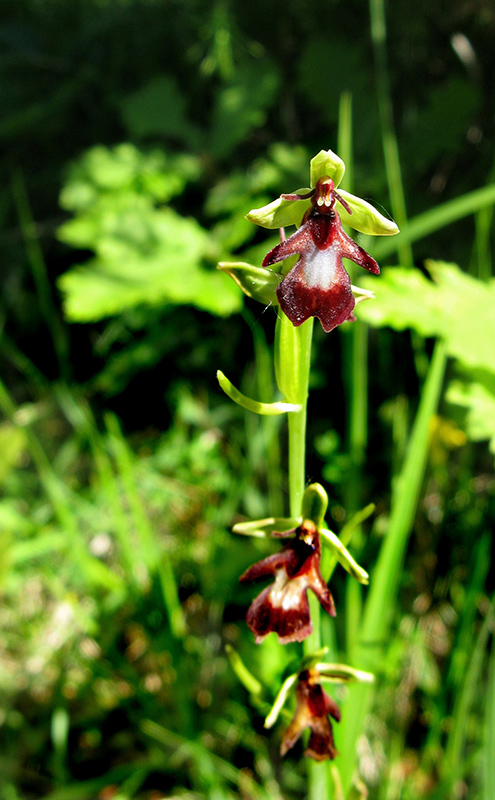 Ophrys-mouche_w.jpg