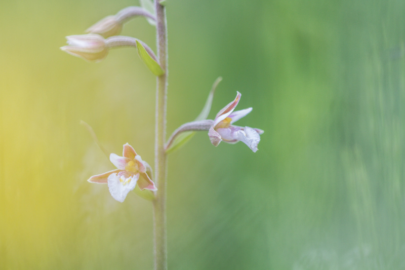 Epipactis palustris.jpg