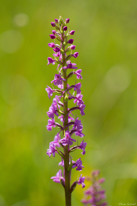 4807 Orchidée -Nismes-.jpg