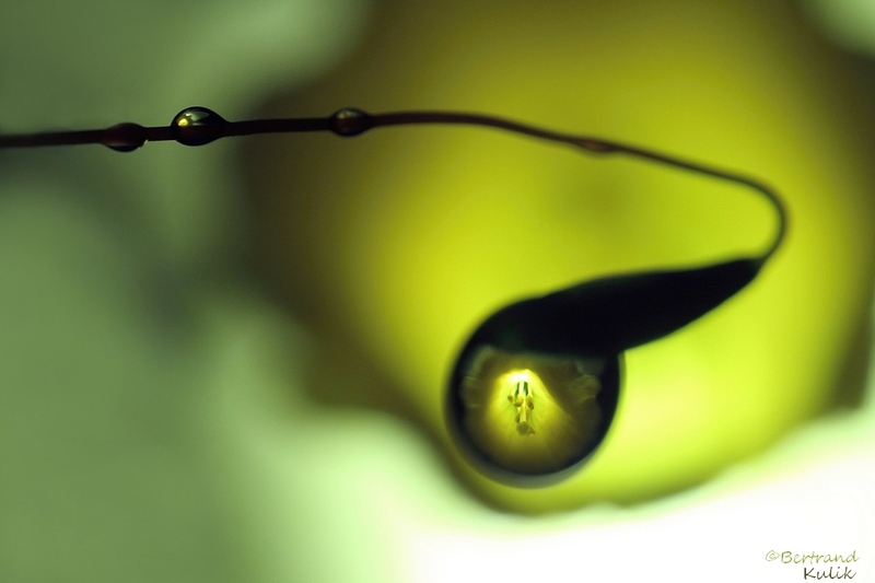 ampoule de saison.jpg