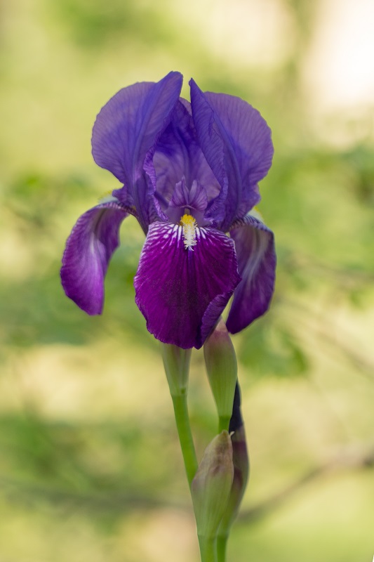 23 avril 2015 - chinon - iris (3).jpg