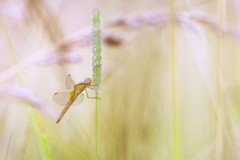 2014Crocothemis erythraea#2I&N.jpg