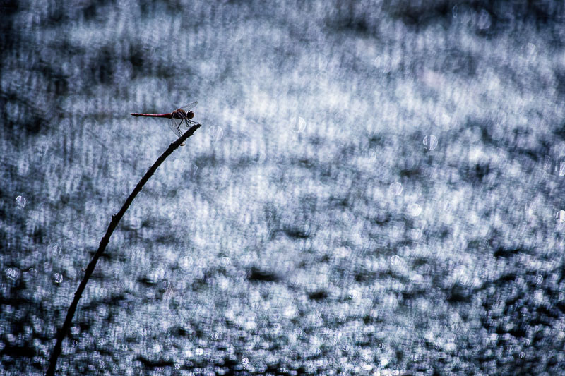 2014Sympetrum Rouge Sang#1I&N.jpg