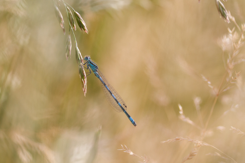 Agrion de Mercure.jpg