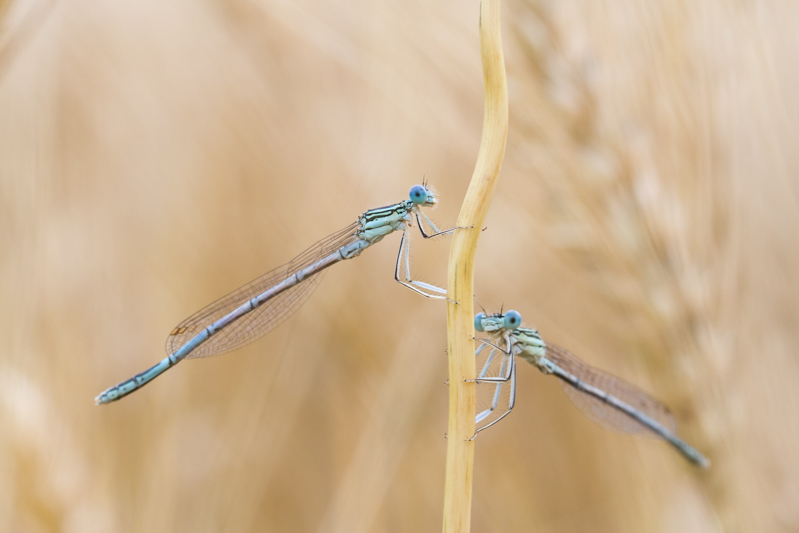 Pennipatte bleuâtre.jpg