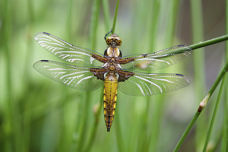Libellula depressa après émergence Image & Nature.jpg