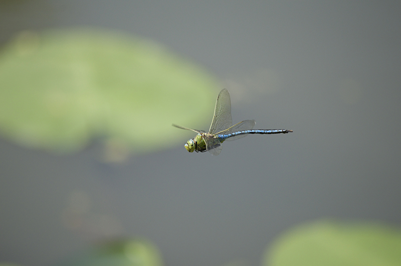 Anax imperator en vol Image & Nature .jpg