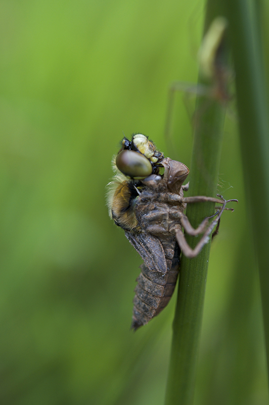 Libellula depressa Image & Nature .jpg