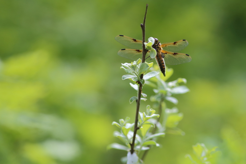 IMG_81241 libellule à quatre taches   libellula quadrimaculata.JPG
