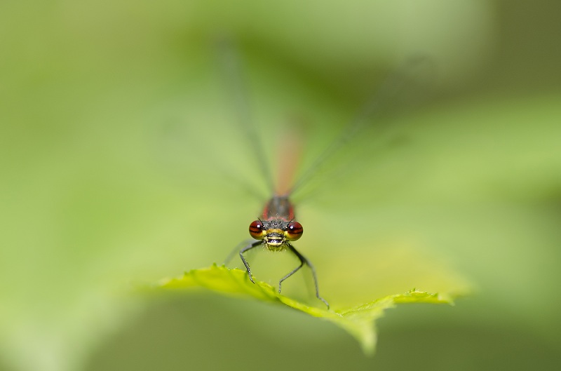 Damselfly's eyes.jpg