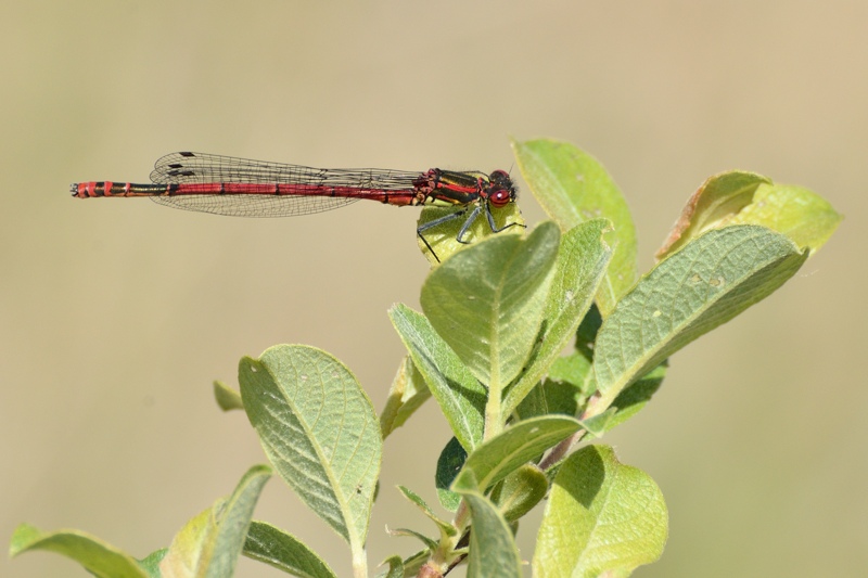 Nymphe au corps de feu (Pyrrhosoma nymphula).jpg