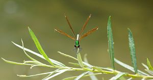 DSC09638 - Copie_opt.jpg