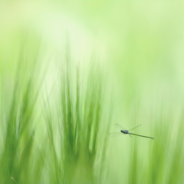 agrion en vol_600.jpg