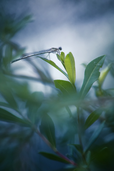 agrion_600.jpg