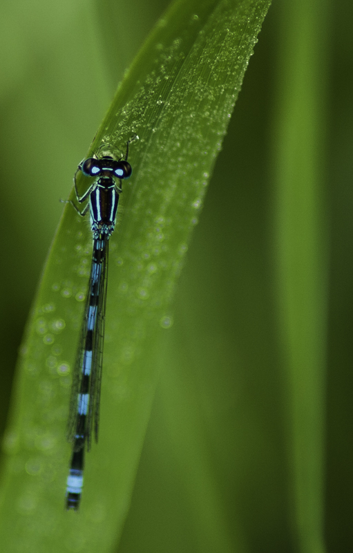 _MG_9780.jpg