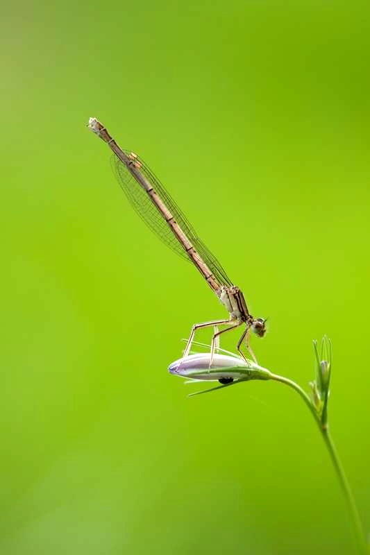 Demoiselle_2015_0515.jpg