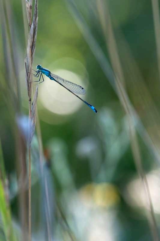 Demoiselle_2014_0816.jpg