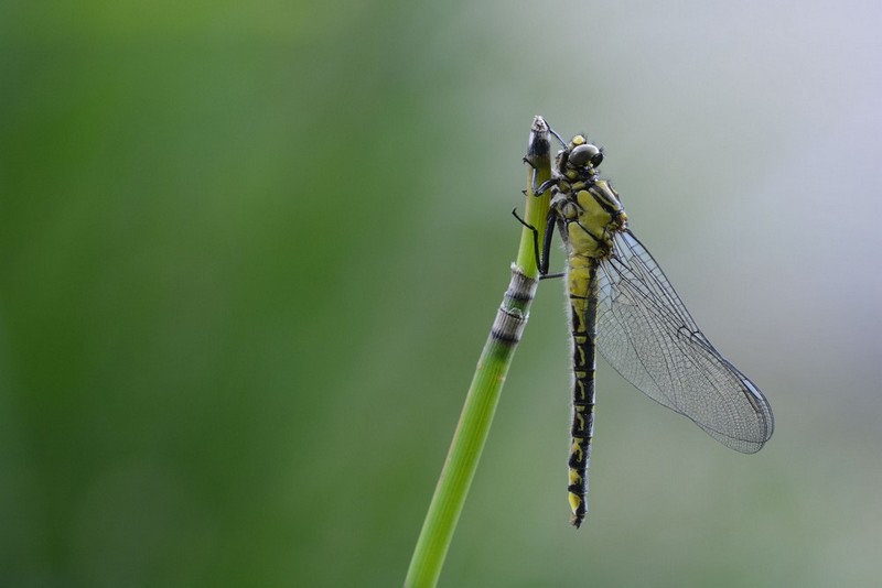 DSC_5934.JPG