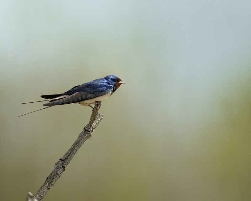 Hirondelle rusti_10-petite.jpg