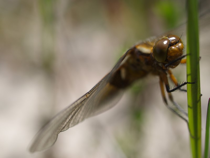 P5248342 [I&N].JPG