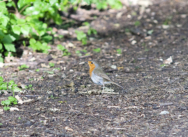 DSC_0074.jpg