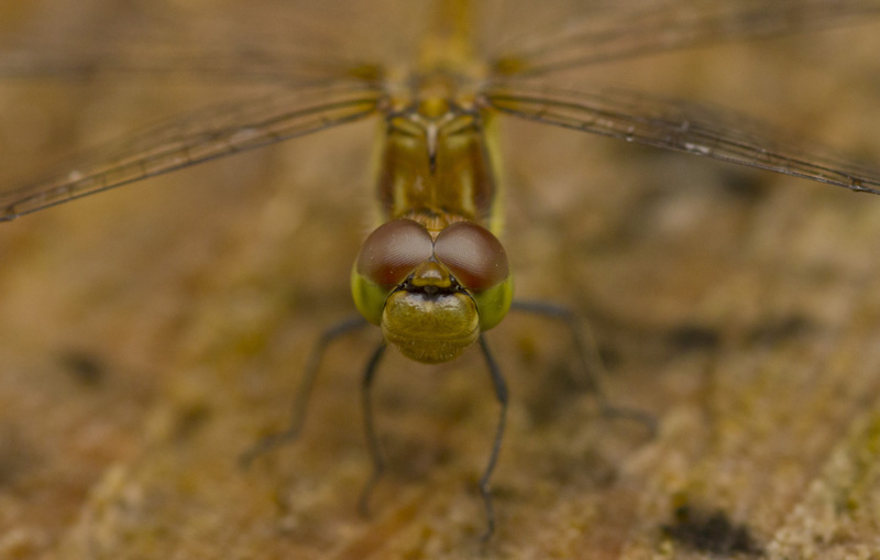 Libellule dans mon jardin.jpg
