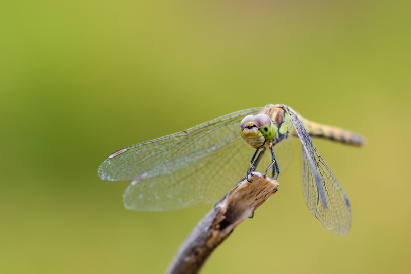 DSC_3309-2.jpg