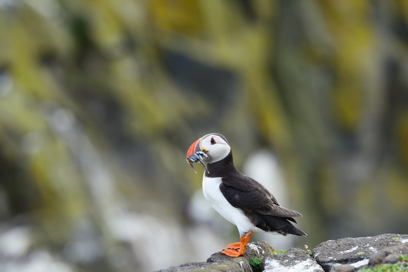 Ecosse juil 2015_1408.jpg