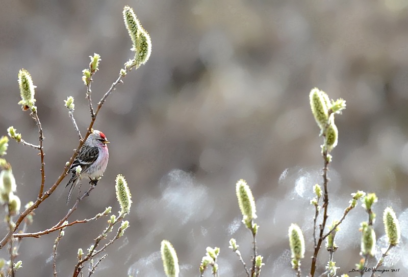 DSC_0033 - Copie.JPG