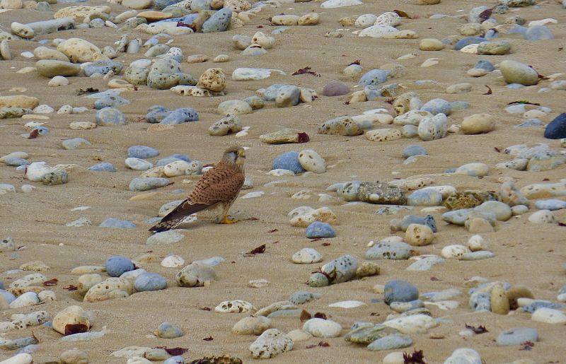 faucon crécerelle 5_opt.jpg