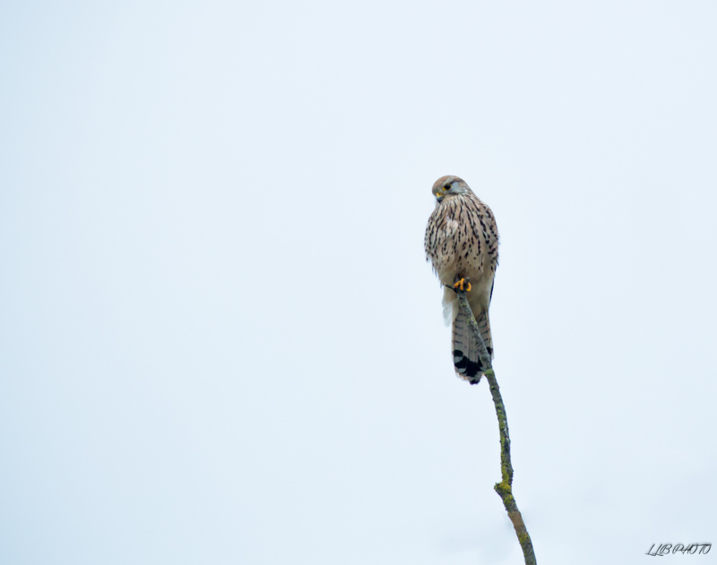 IMG_0029-1-redimmen forum.jpg