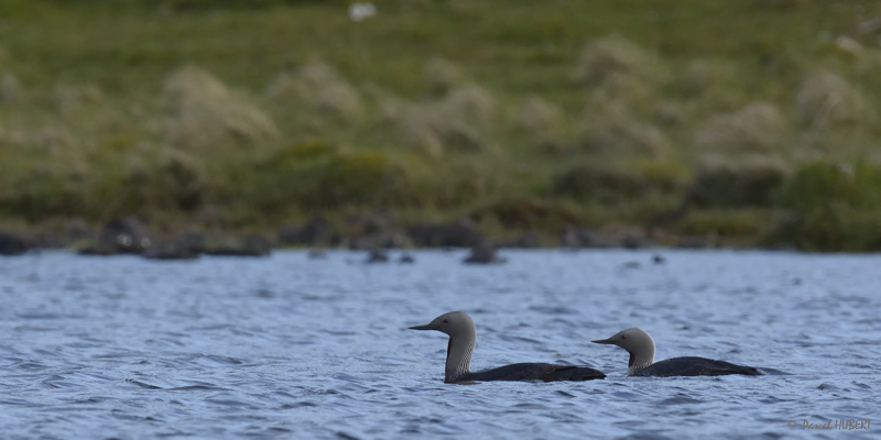 HBT HJATLAND BIRDS 2015-019.JPG